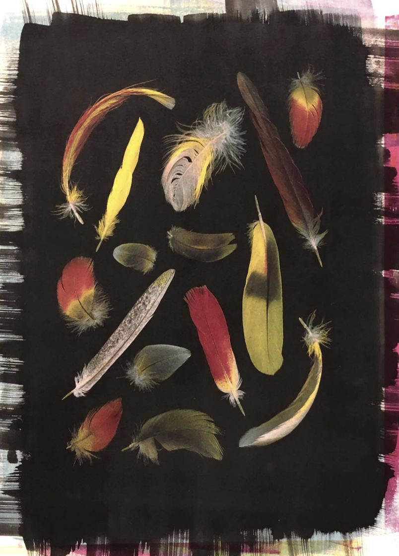  Splash of Parrot Feathers, 2019  Tricolour Gum Bichromate over Palladium Print 