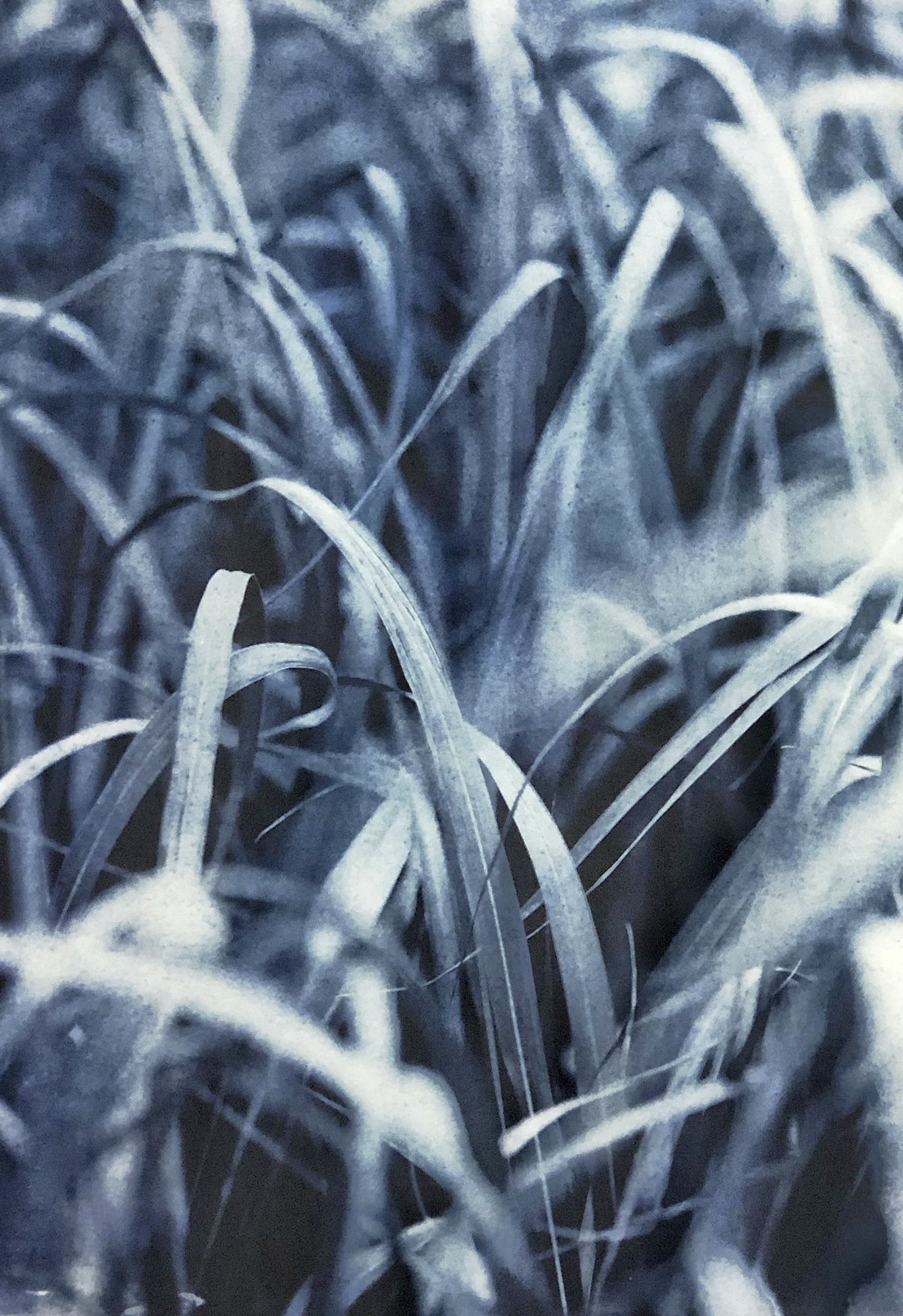 Grasses3.jpg