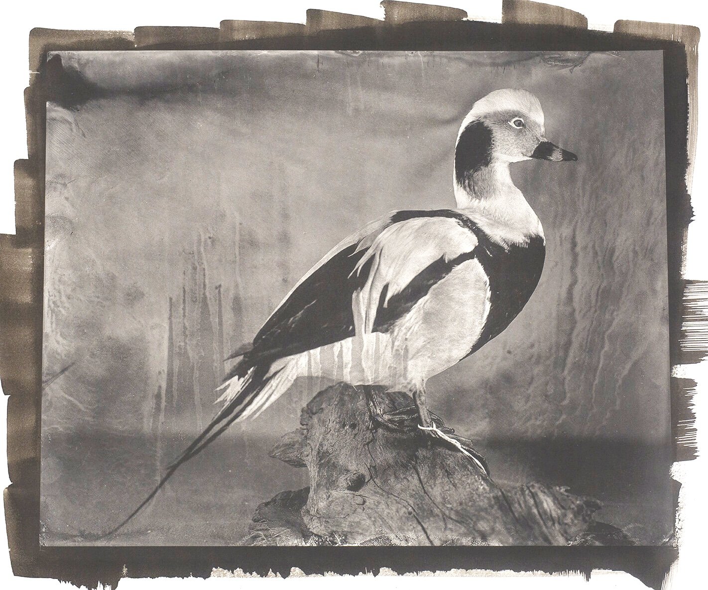  Long-tailed Duck, 2018  Platinum-Palladium Print 