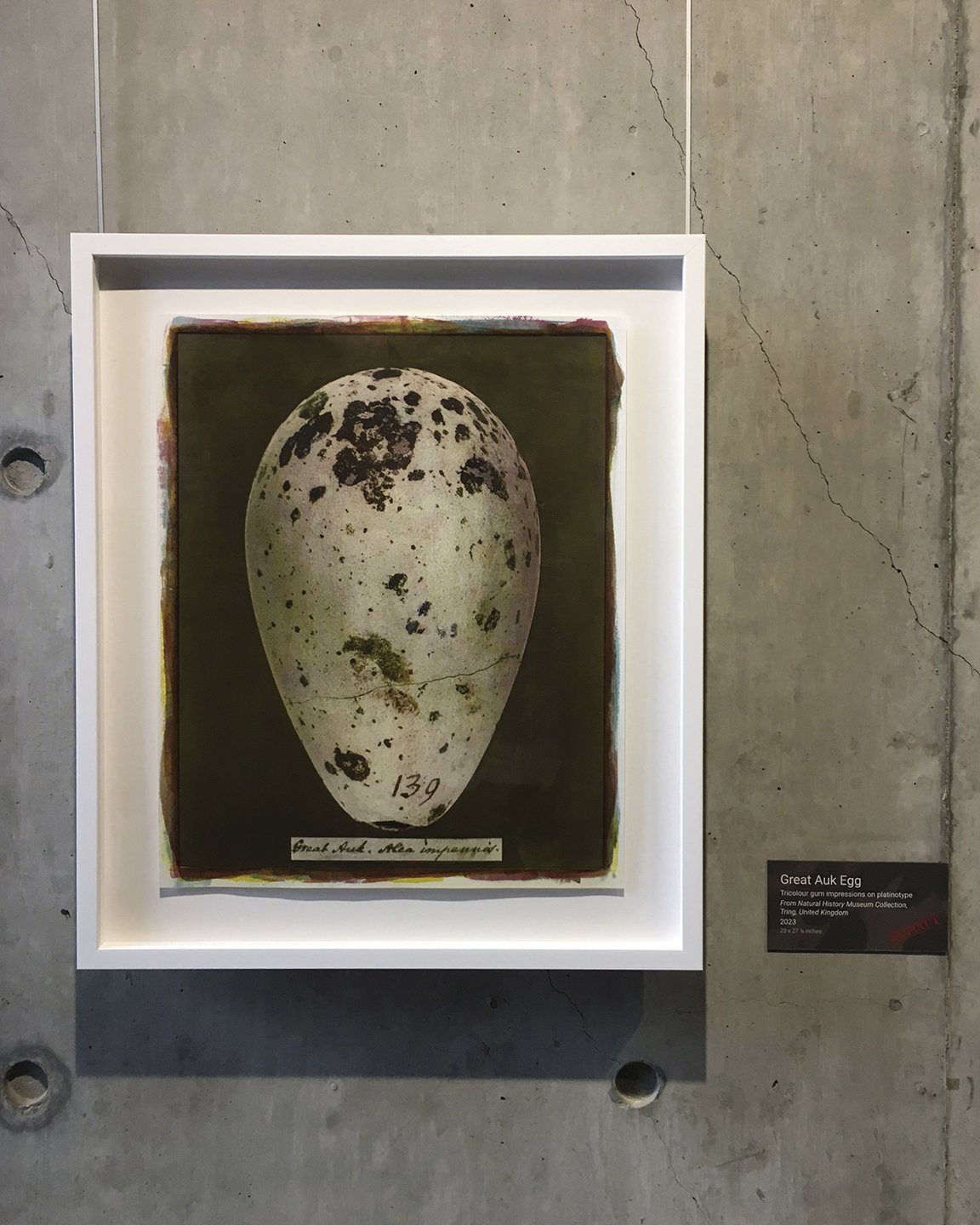 Great Auk Egg.jpg