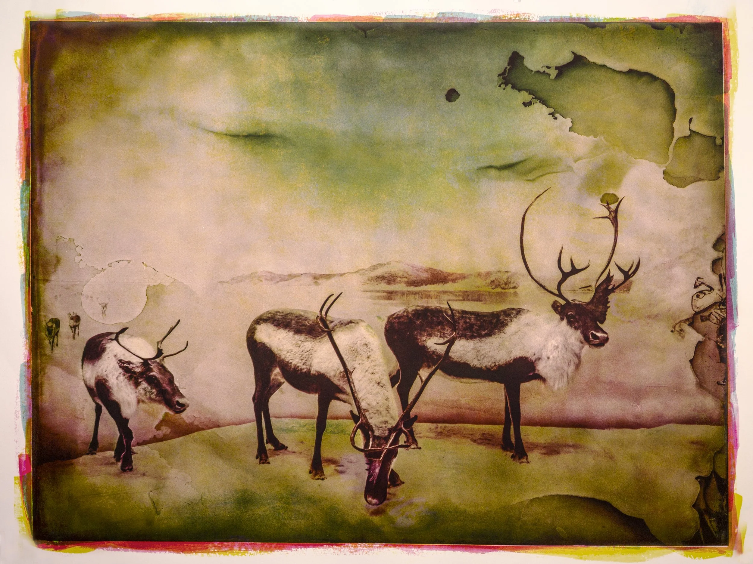 Diorama,-Caribou.jpg