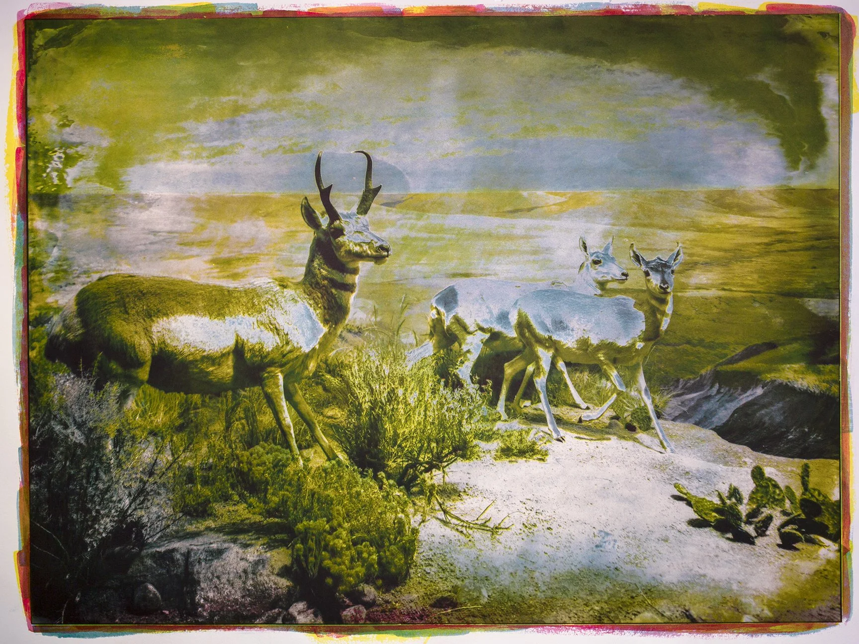 Diorama,-Pronghorn-Small-Herd.jpg