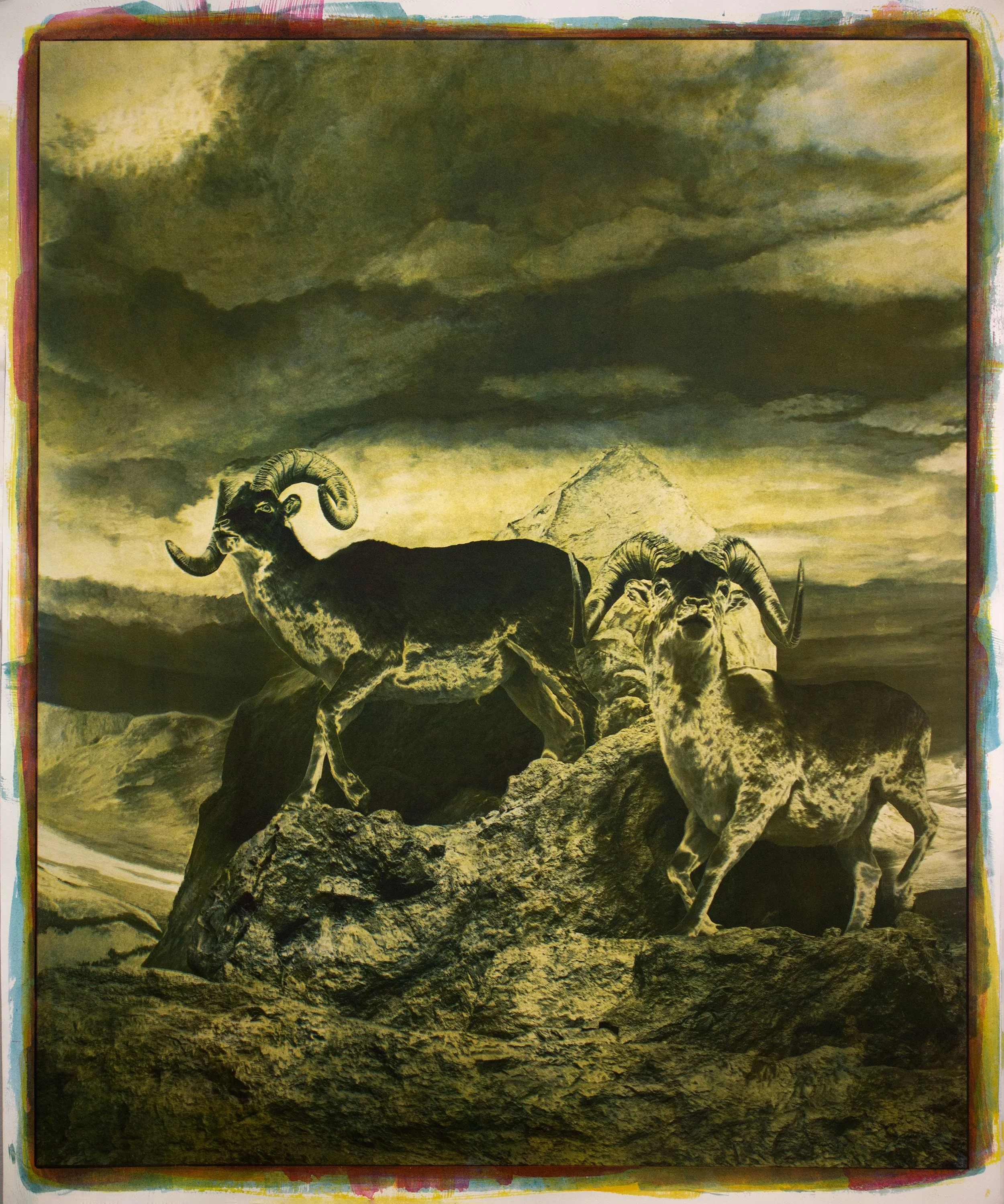 Diorama,Thinhorned-Sheep.jpg