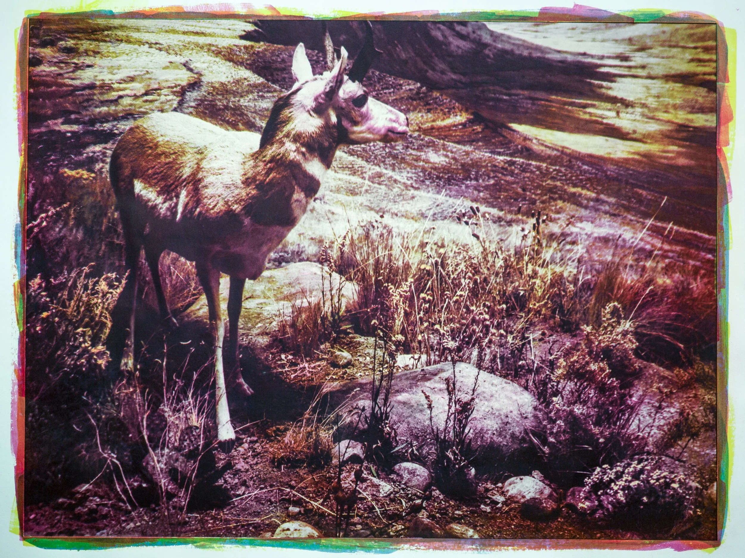 Diorama,-Pronghorn.jpg