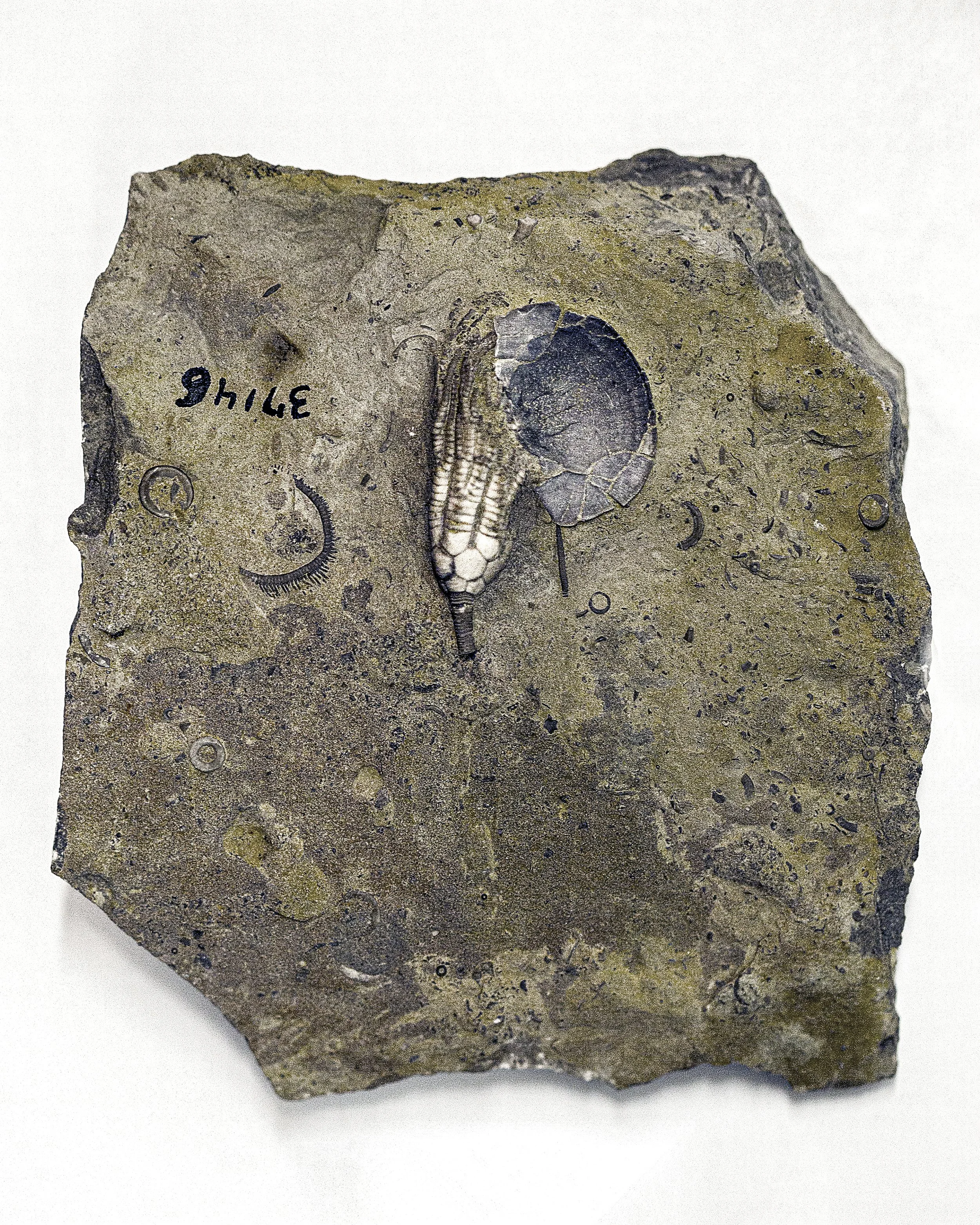 02__Crinoid Fossil_©Christine_Fitzgerald.jpg