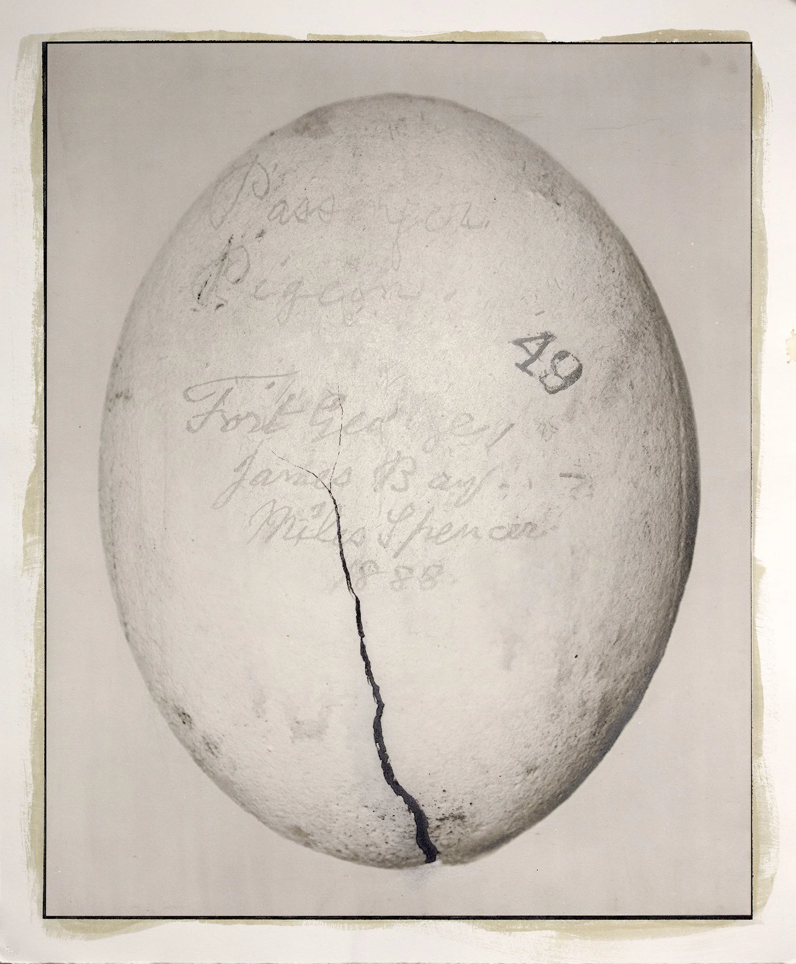 10_TPassenger Pigeon_1888_James Bay.jpg