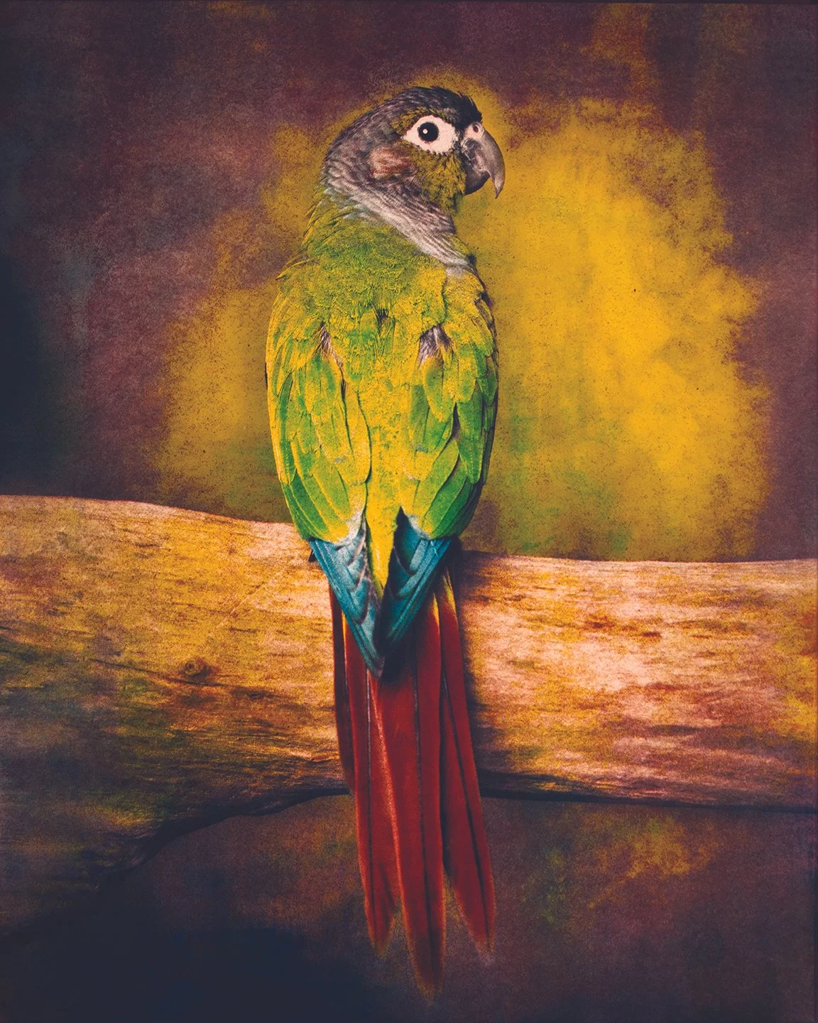 Pyrrhura molinae.jpg