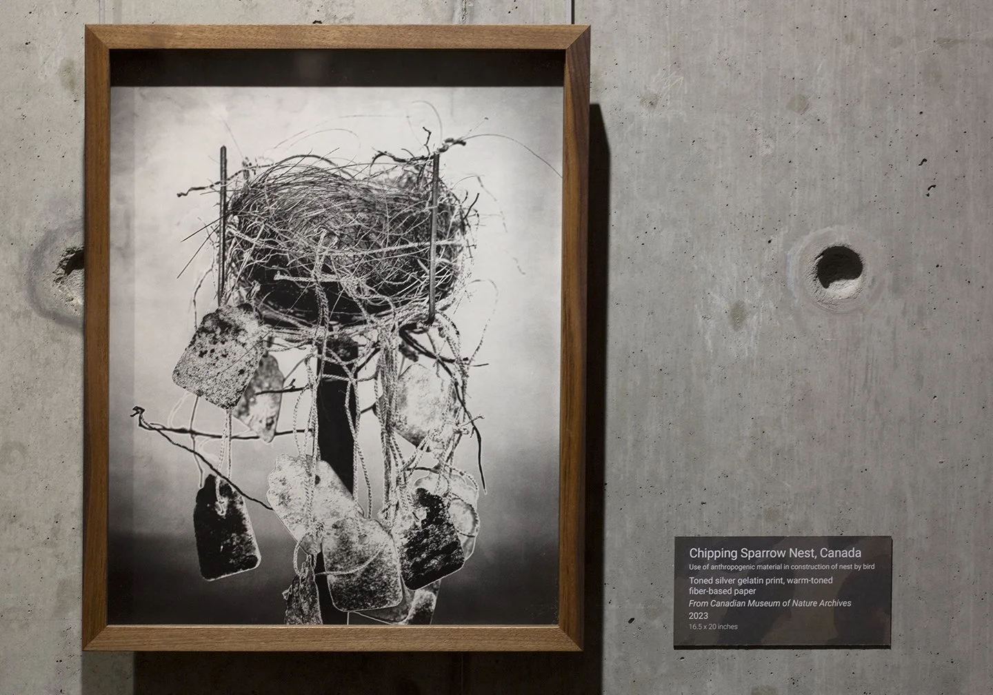 Chipping sparrow nest.jpg