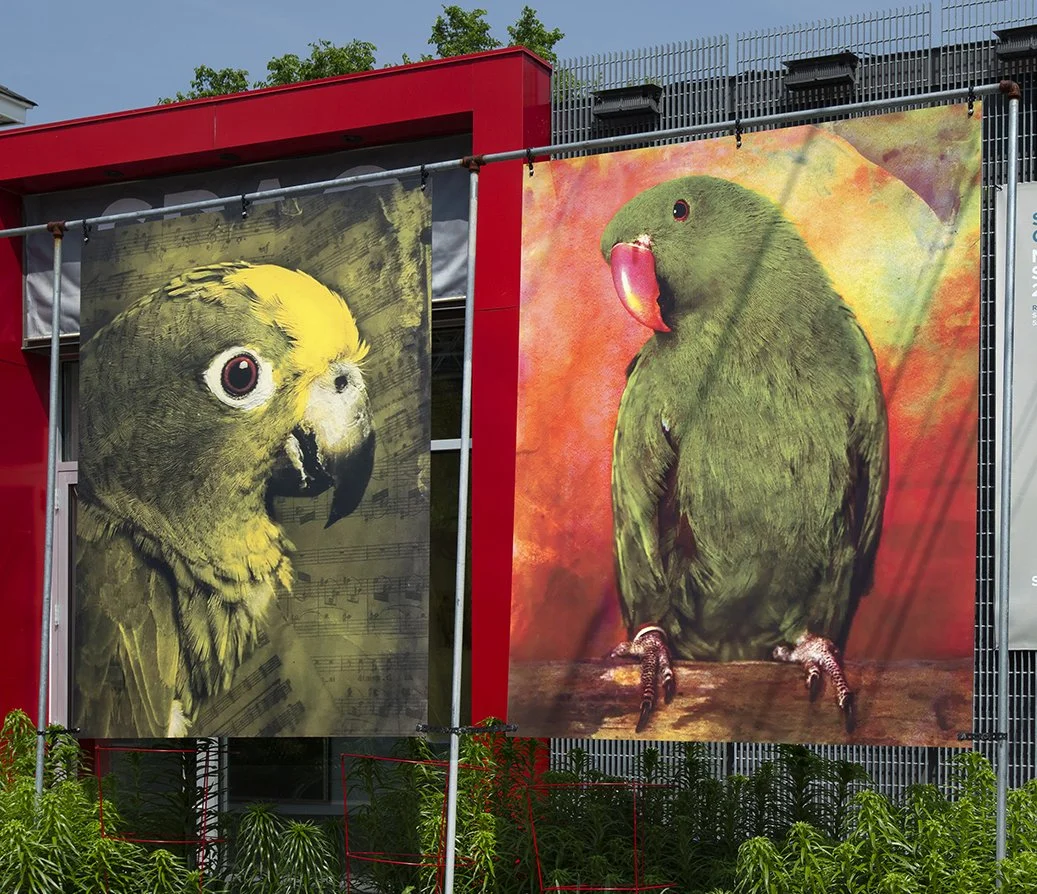 Parrot Banner_Installation_CROPPED 3.jpg