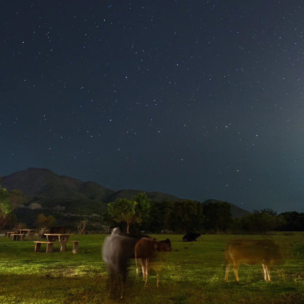 cows-stars.jpg
