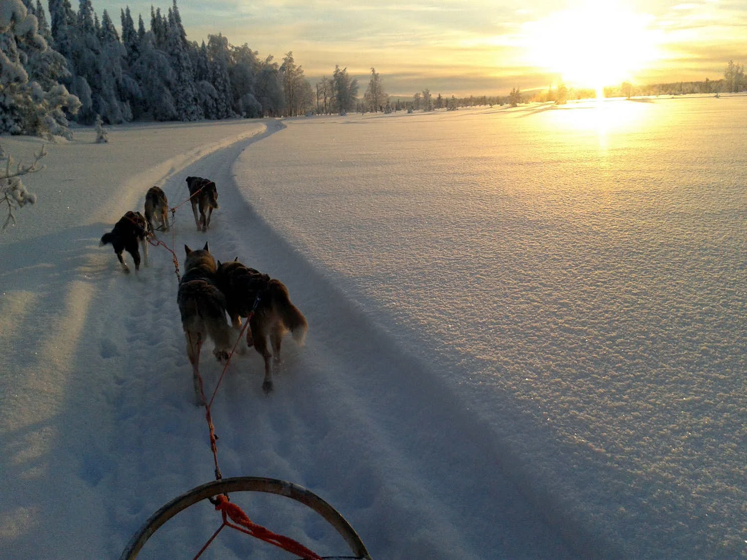 Husky Safari Lapland Retreat