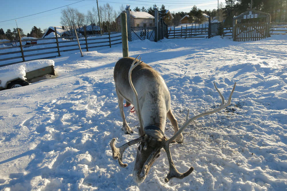 lapland reindeer safari 1.jpg