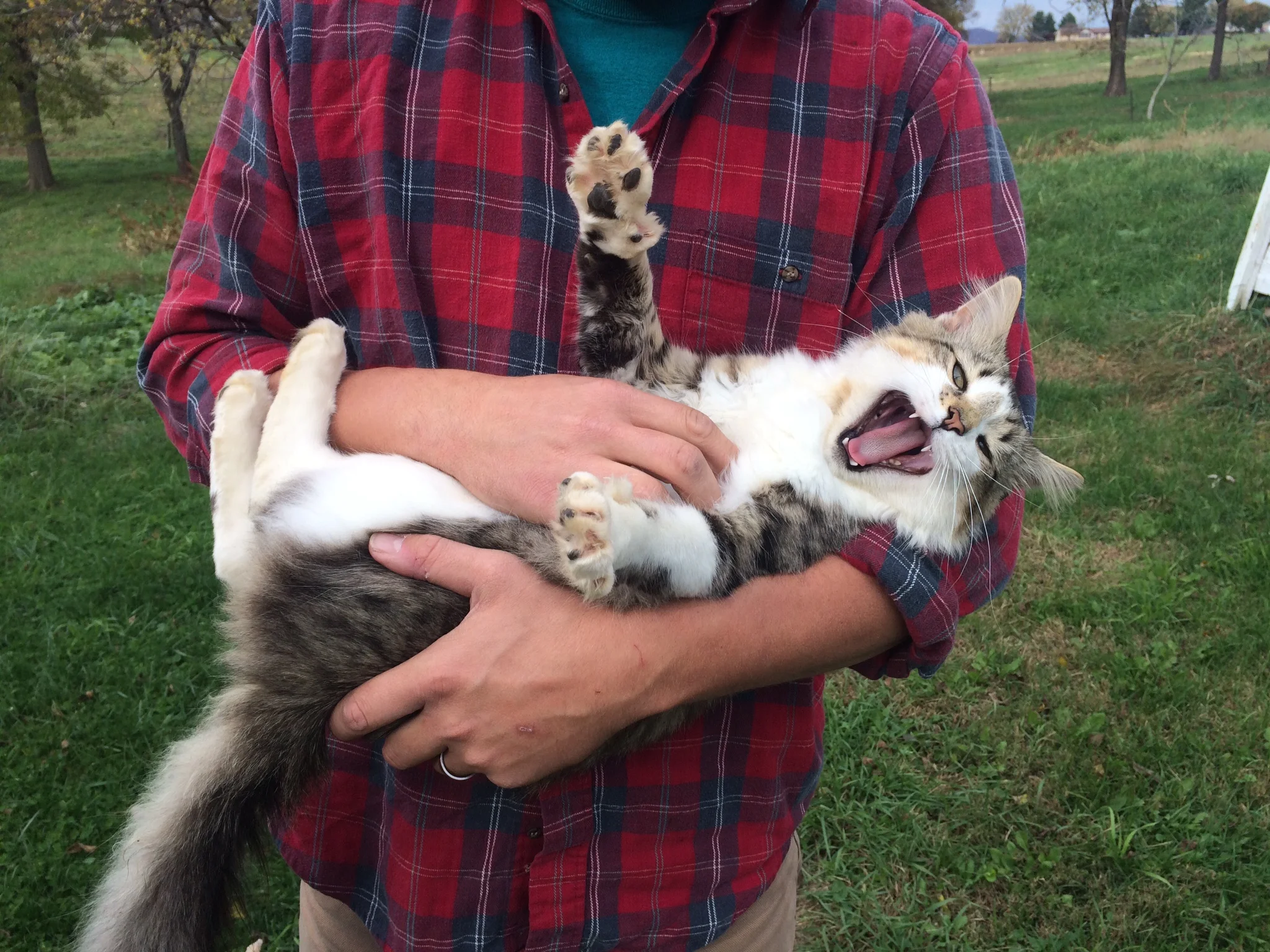 Bill the cat!