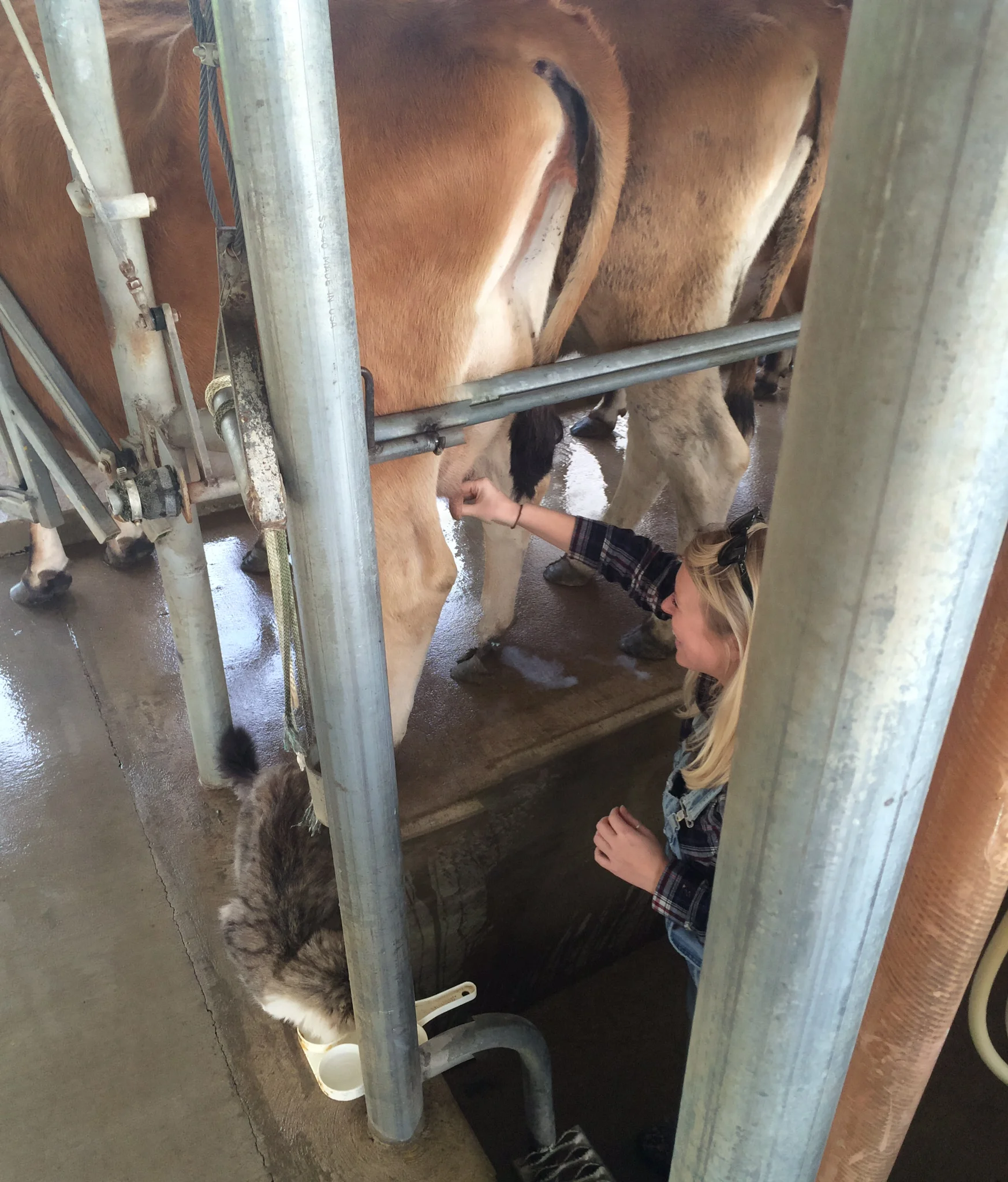 Udderly amazing.