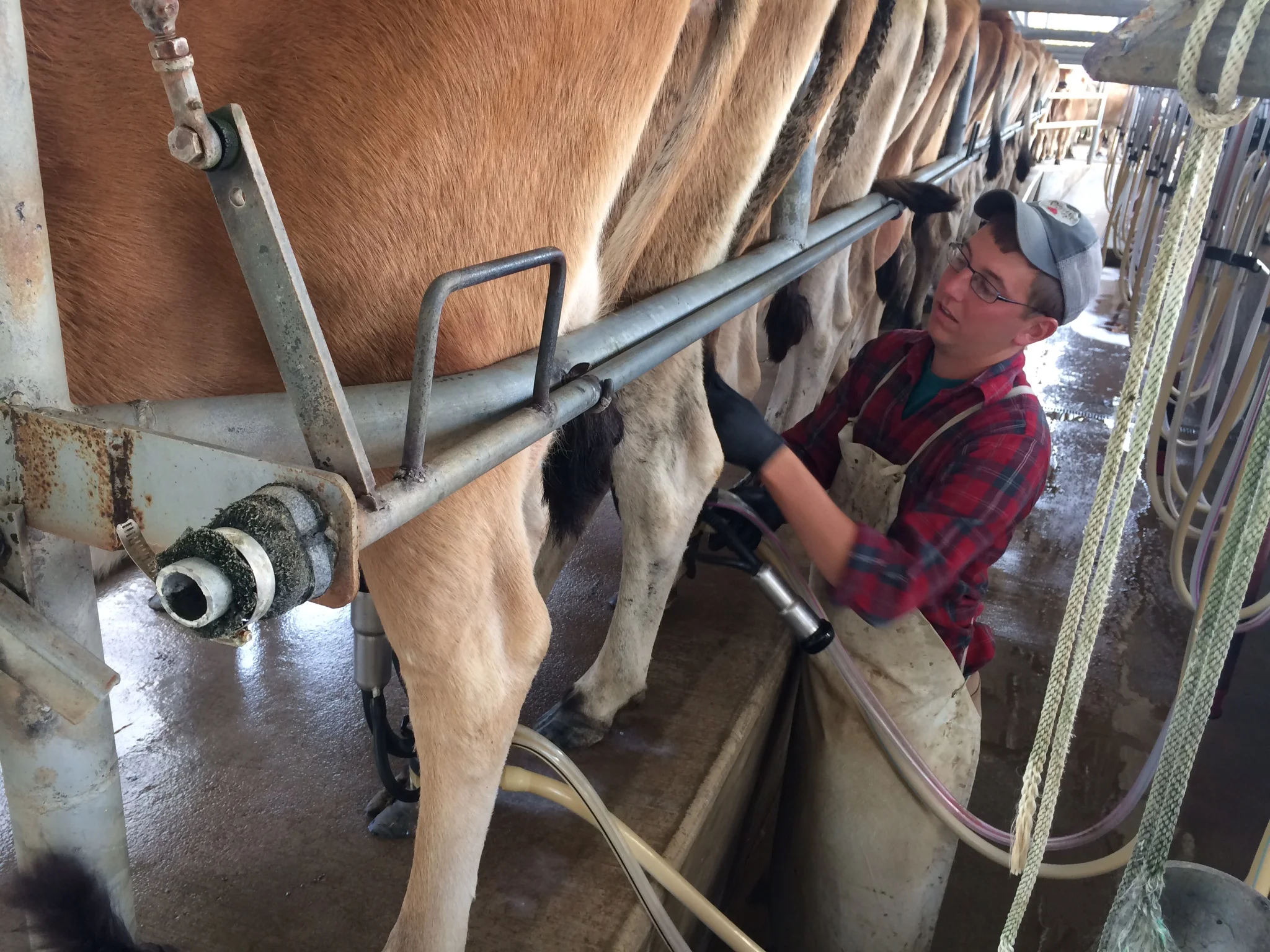 Holterholm Farms: The Happiest Cows on Earth