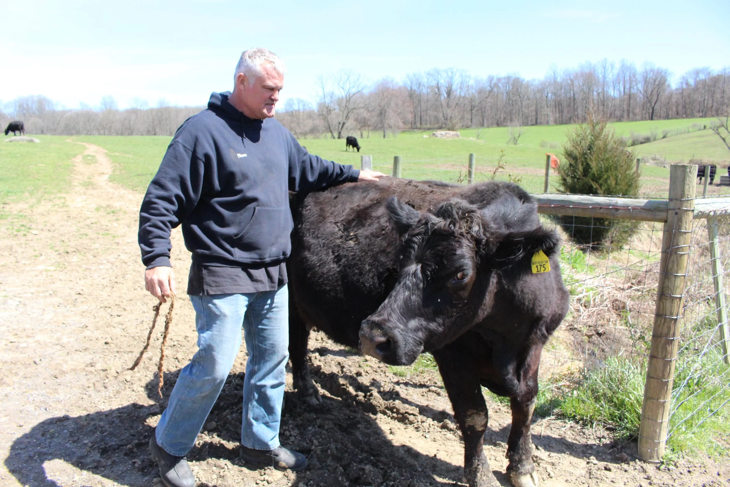 The cow whisperer in action.
