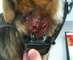 Horrible Shock Collar Injury