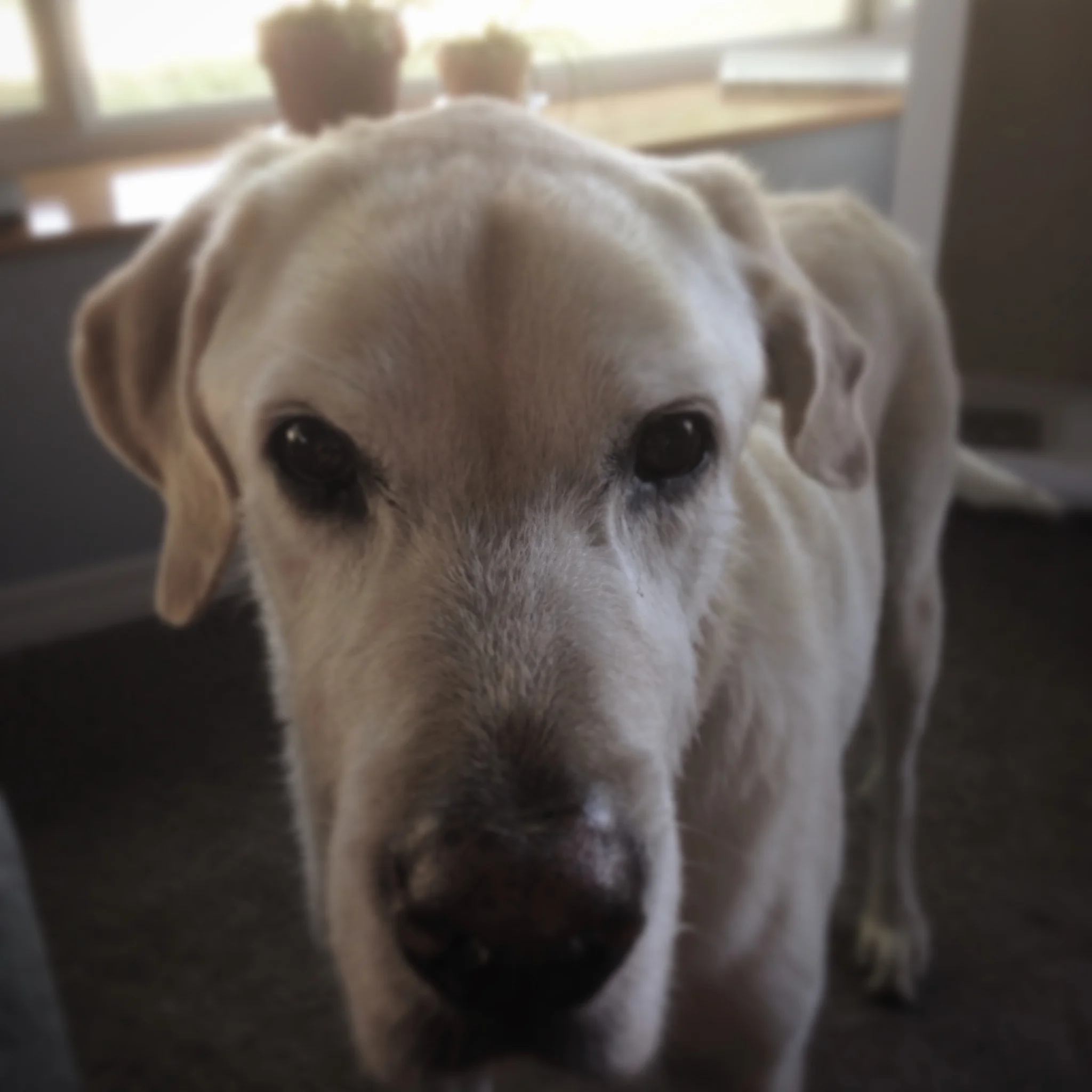 Bailey