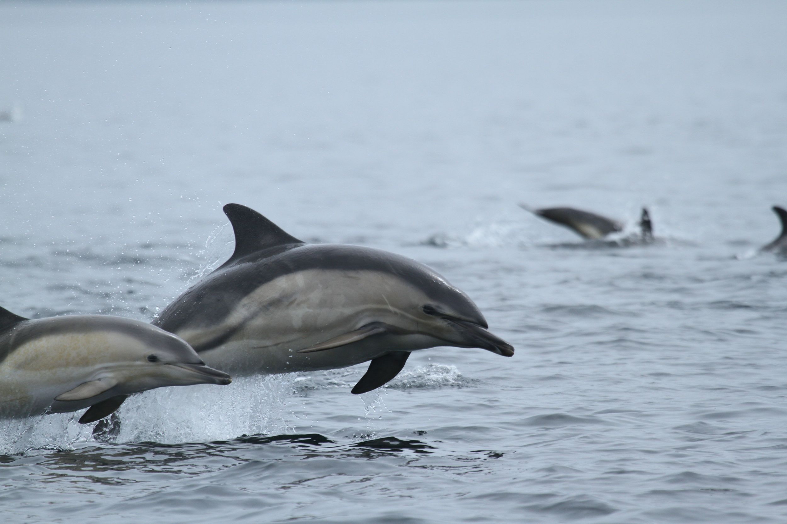 IMG_4262CommonDolphins_result.jpg