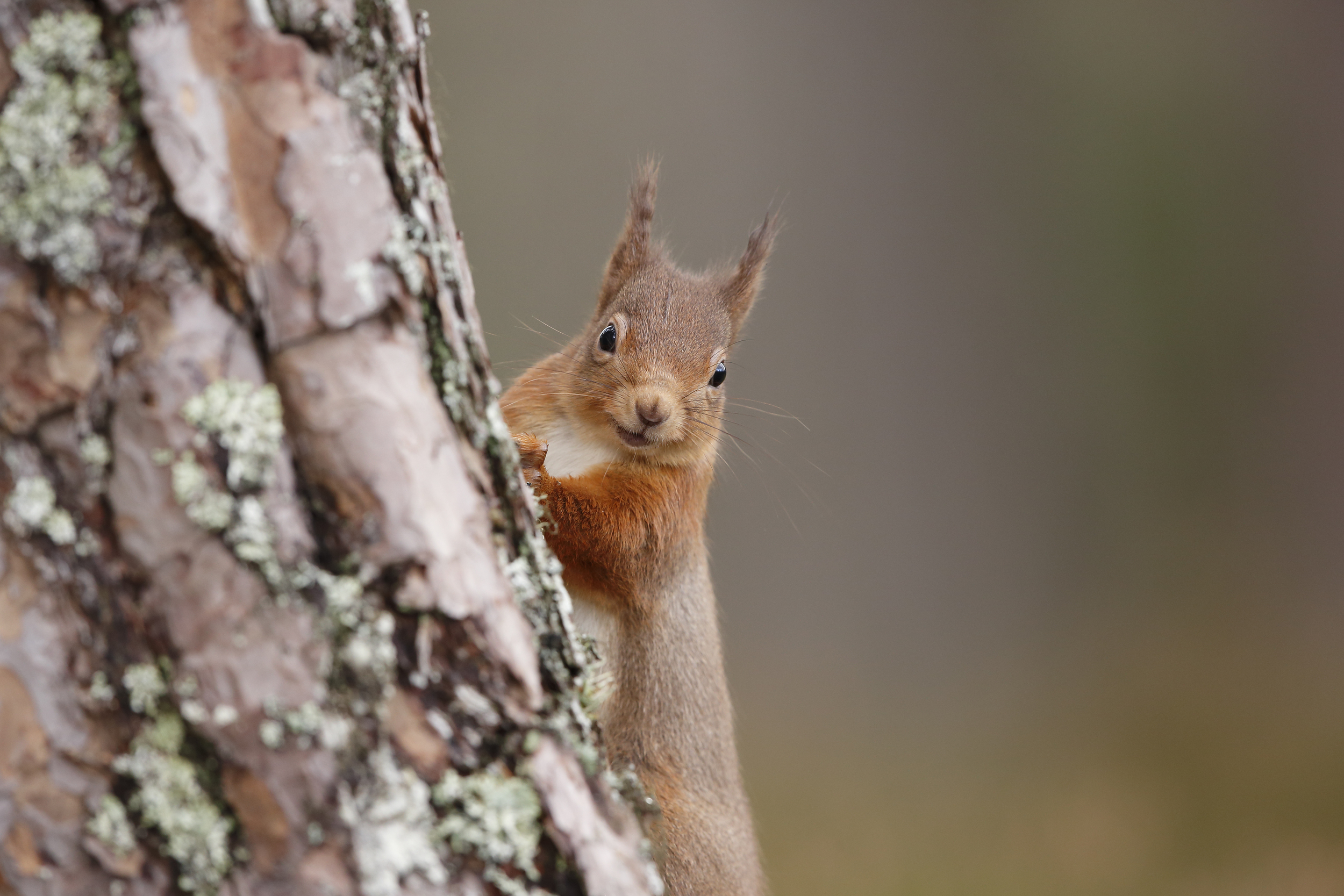 Squirrel portrait.jpg