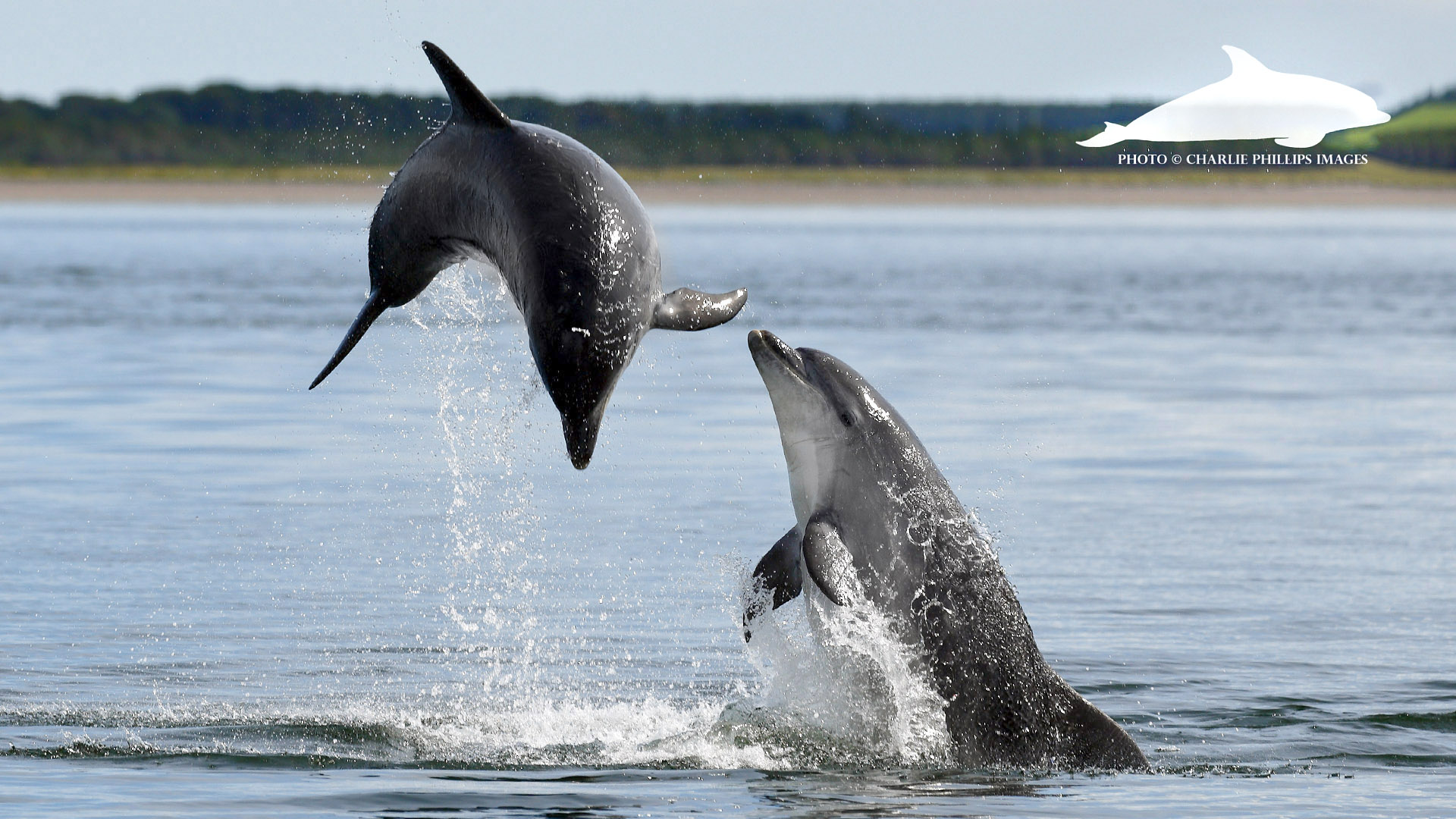 CHARLIE AND LUNAR, RESPECTIVE SONS OF KESSLET AND MOONLIGHT, TWO OF THE WDC'S ADOPTION DOLPHINS . COPYRIGHT CHARLIE PHILLIPS