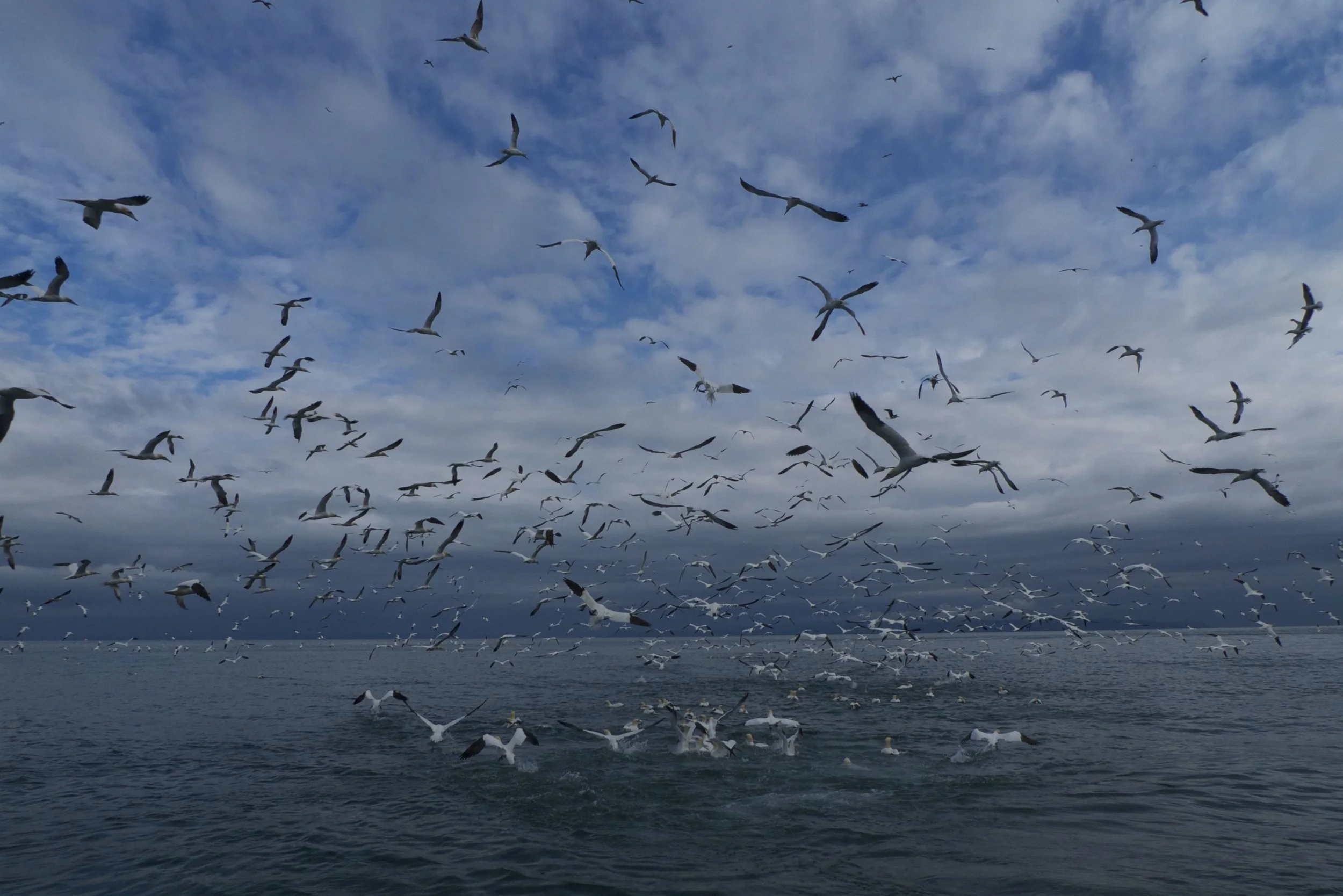 Case Study: STORMBORN. A $1.5 Mn Wildlife Coproduction by Love Nature, Smithsonian Channel, ARTE, BBC Scotland &amp; Screen Scotland. Maramedia is the Producer 