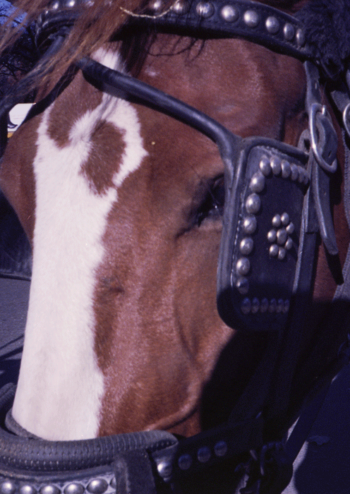 11087446506_f4d077a053_o.gif