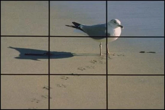 bird.jpg