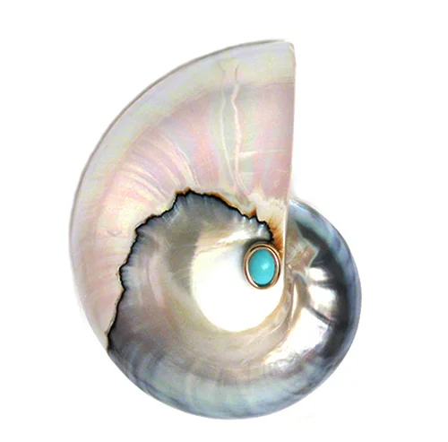 P601 1 Nautilus Shell Pin With Turquoise Cabochon Helga Wagner Collection