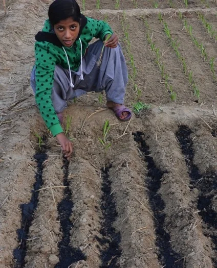 Application of biochar to crops