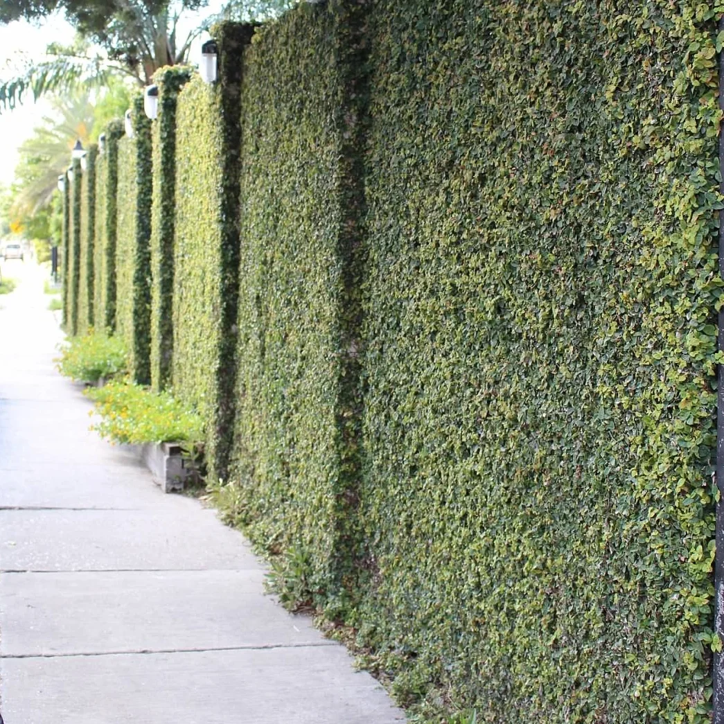 IVY COVERED WALL