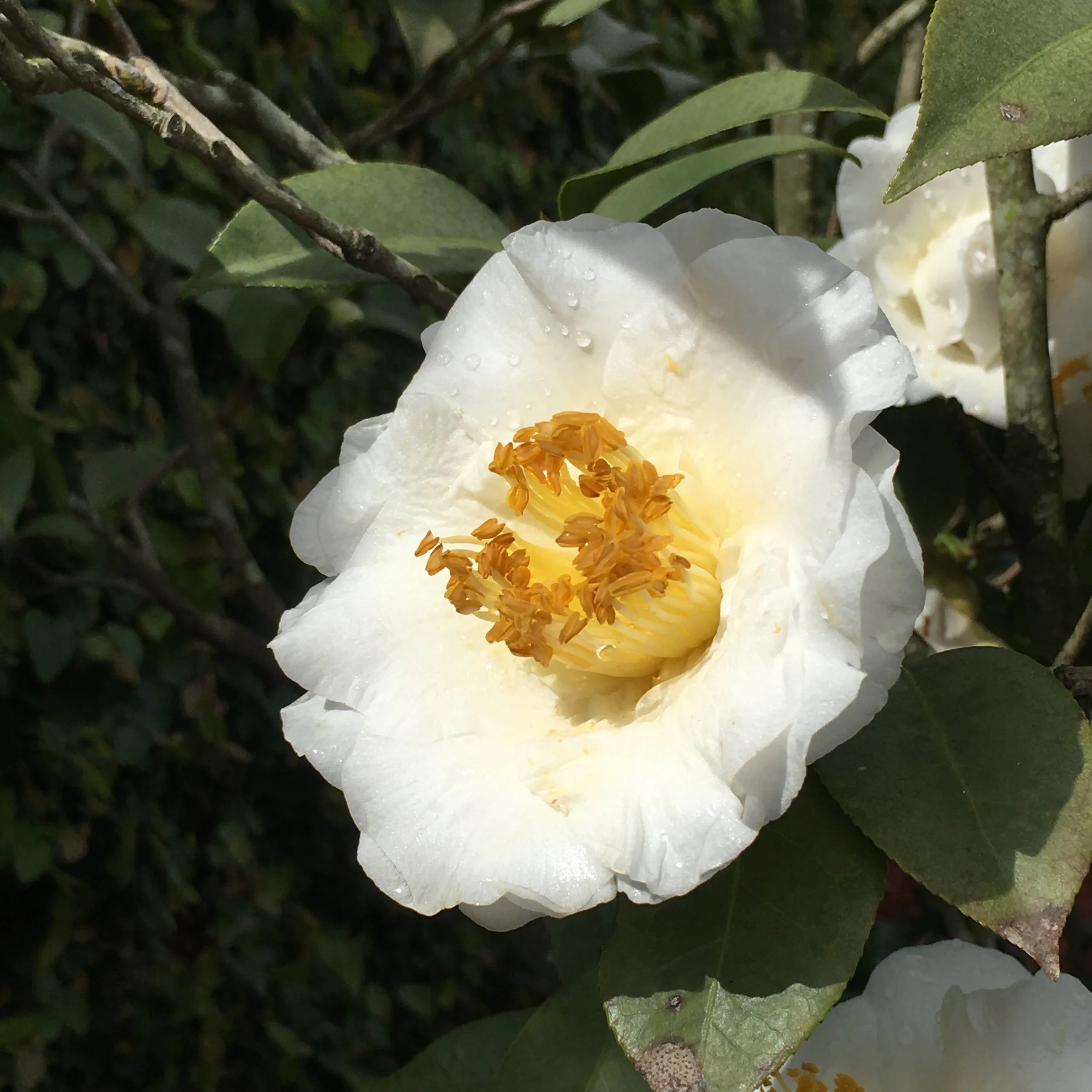 Camellia Japonica