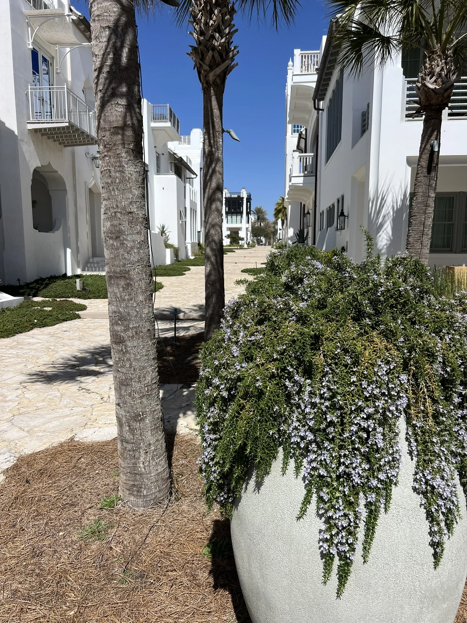 A Mediterranean Escape: Exploring the Landscape Design of Alys Beach