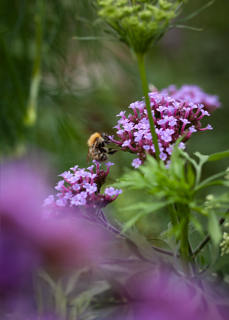 purple-bee.png