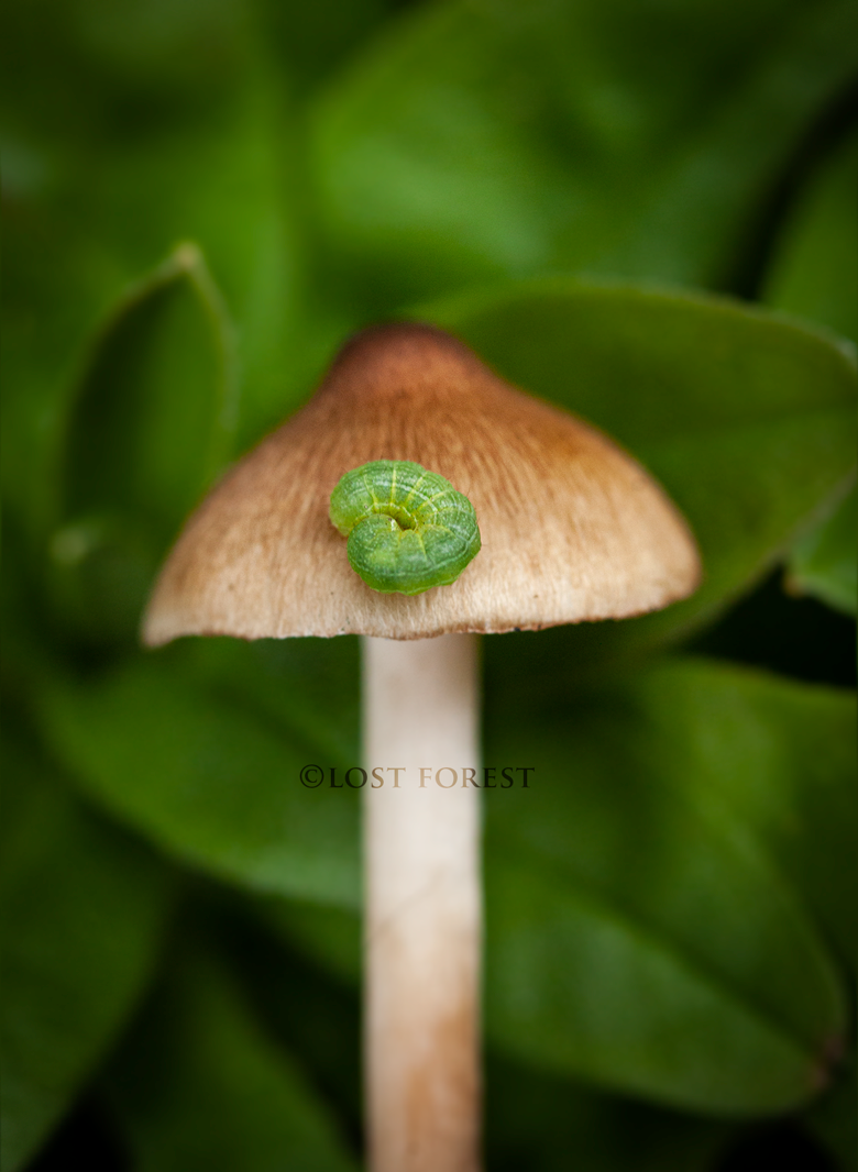 mushroom-caterpillar.png