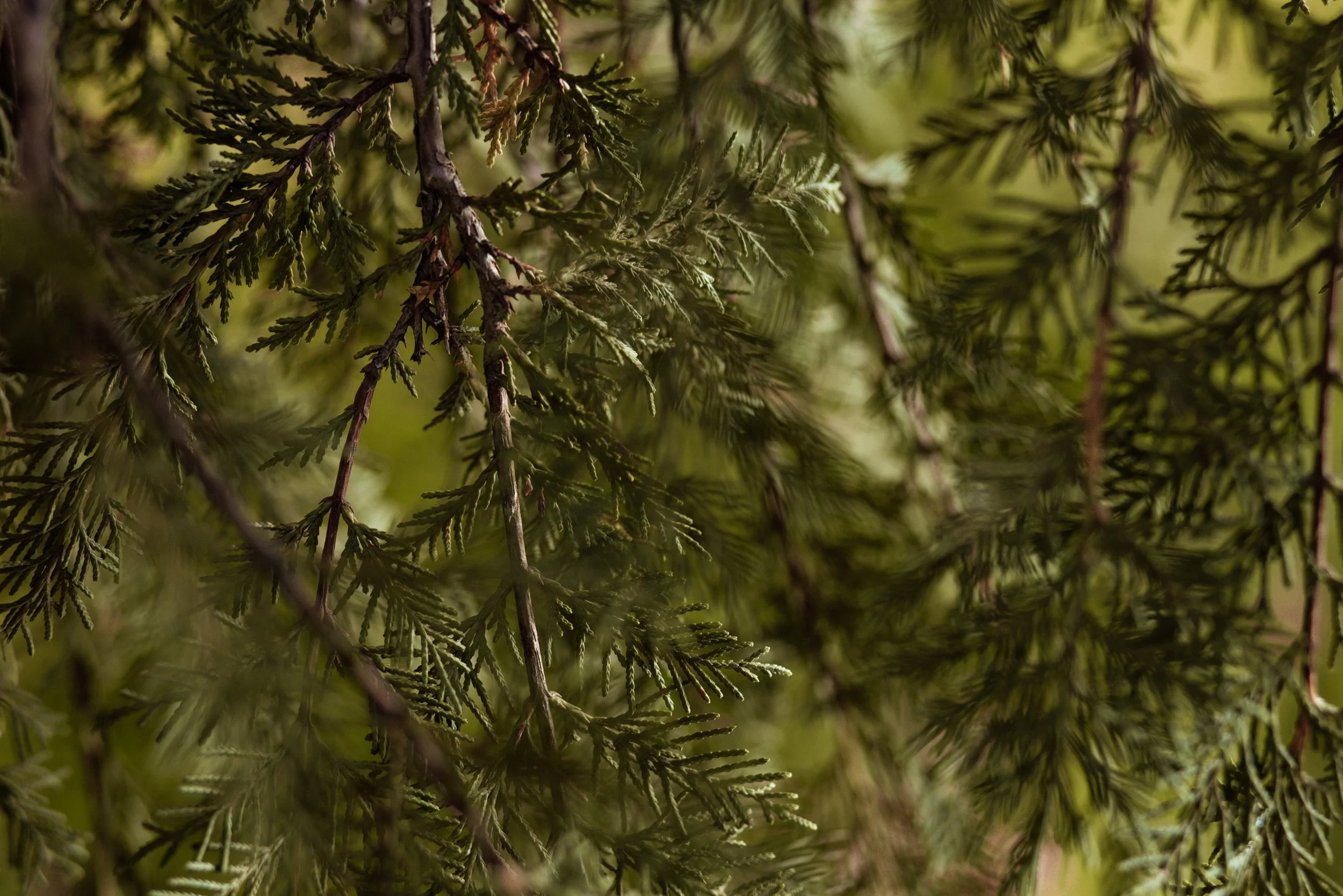 Introducing: Portrait Sessions with PNW Flair