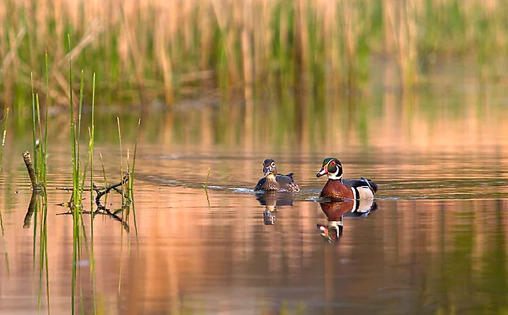 2 Duck Pair.jpg
