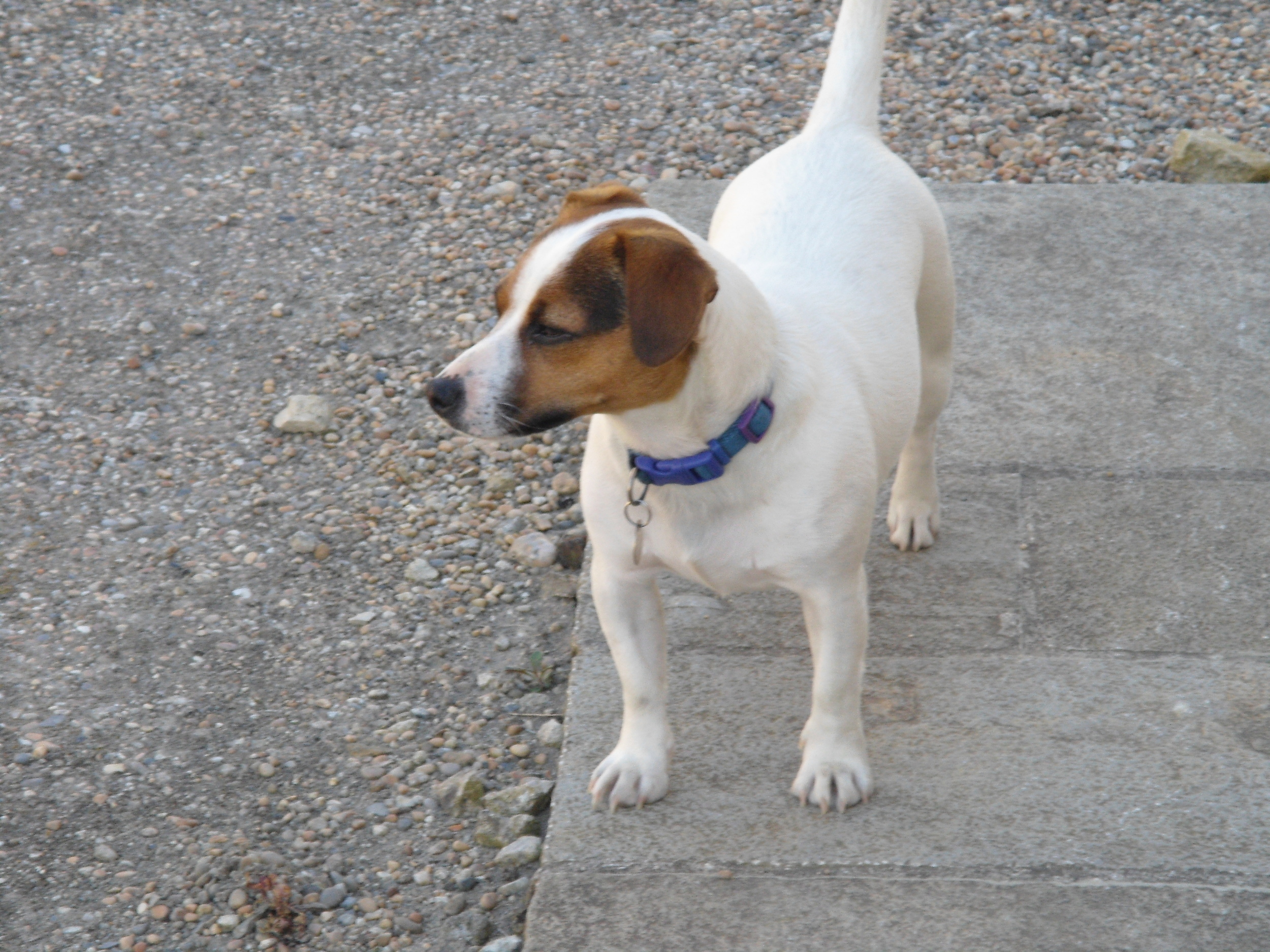 However by this morning normal service was resumed, with loads of new children in the cottages and many coming to collect eggs from the chickens, offer to take her for a walk and making a general fuss of her.