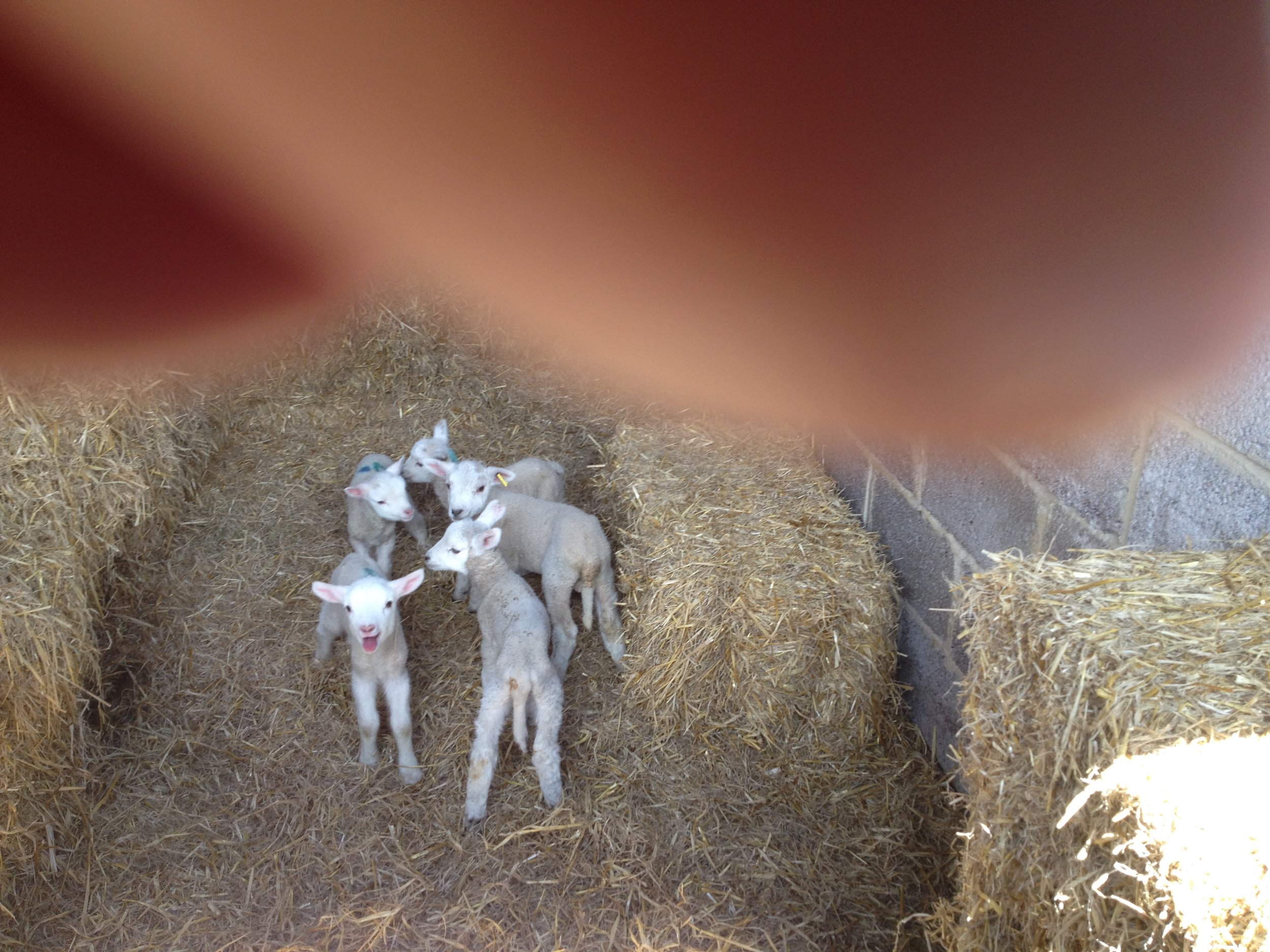 5 new little lambs! (Sorry about my finger!)