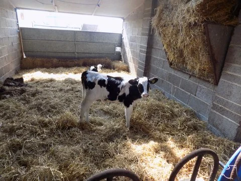 Cows 1.jpg
