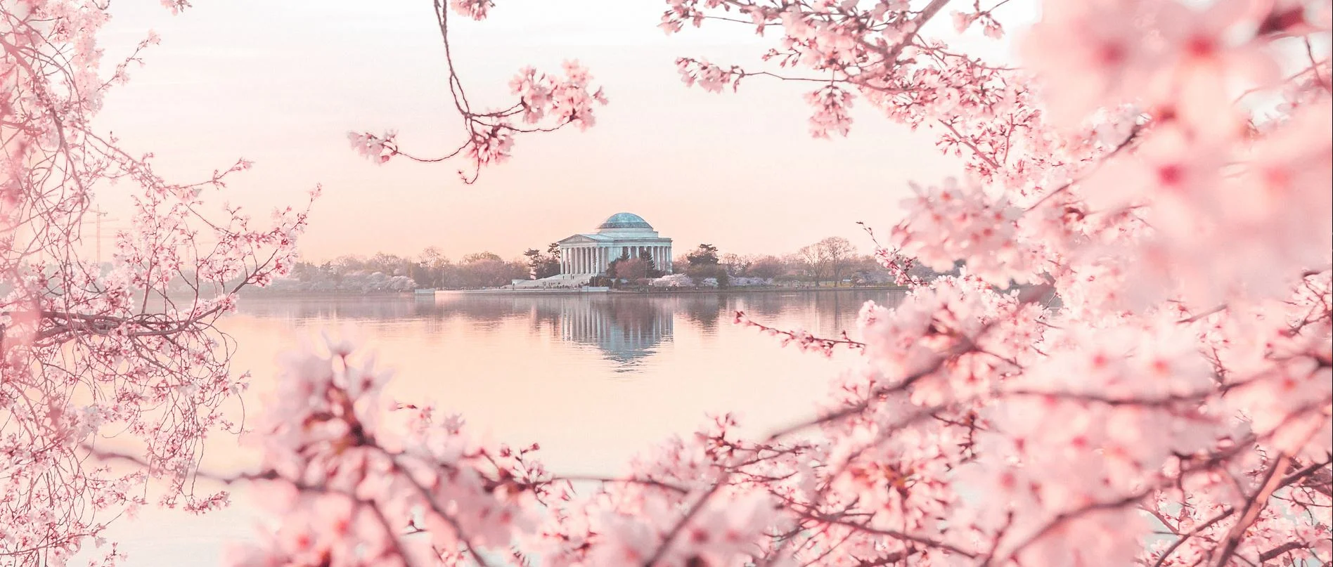 Cherry Blossom 4.JPG