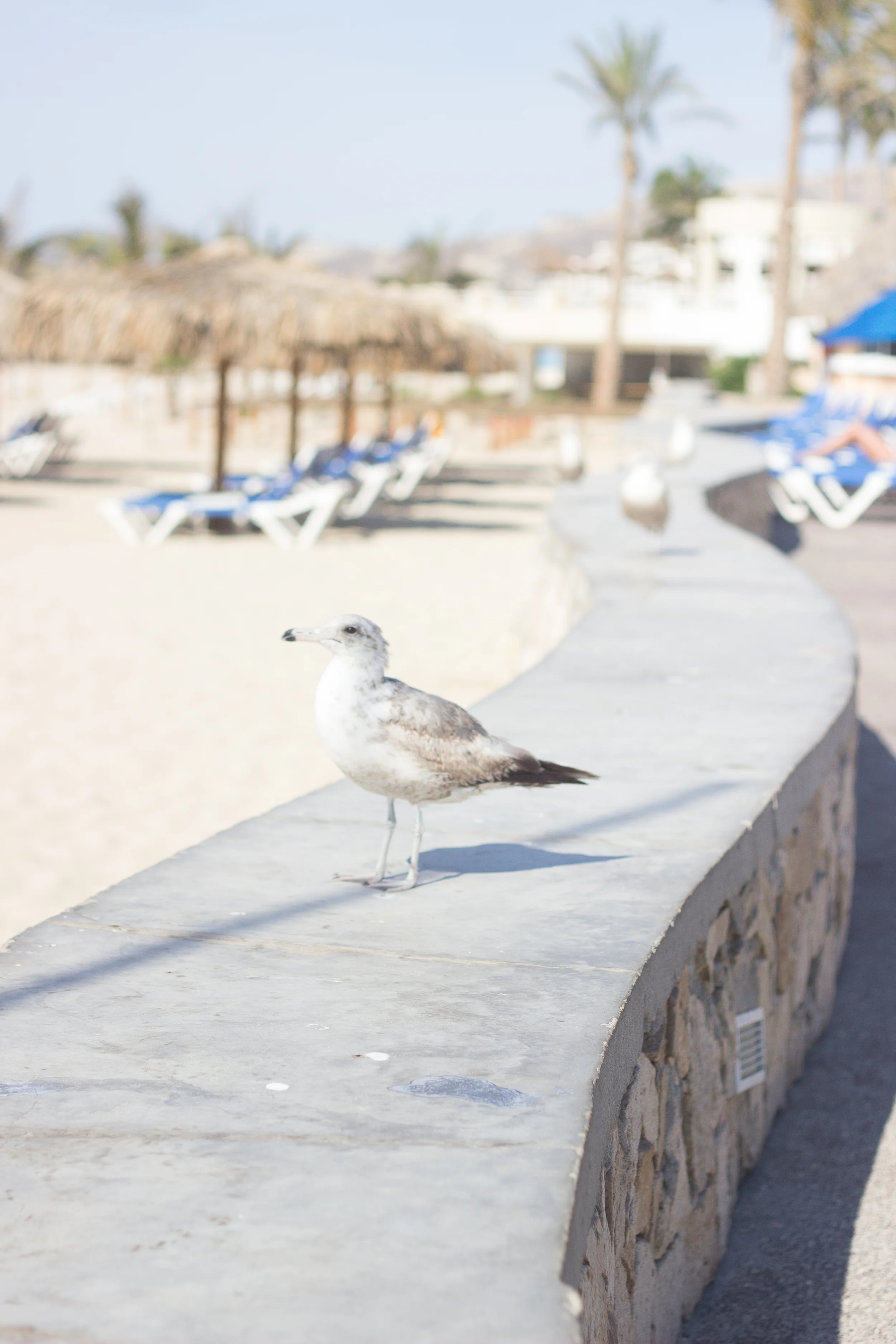 Cabo 2015-7.jpg