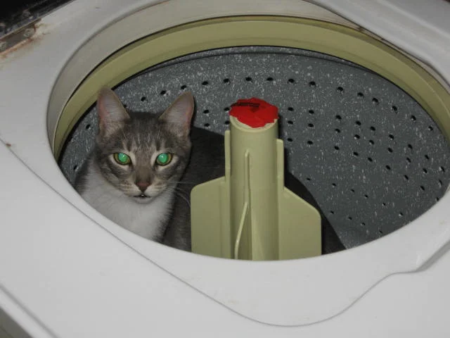 Zola exploring