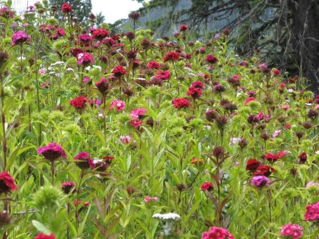 Wildflowers 3 of 3