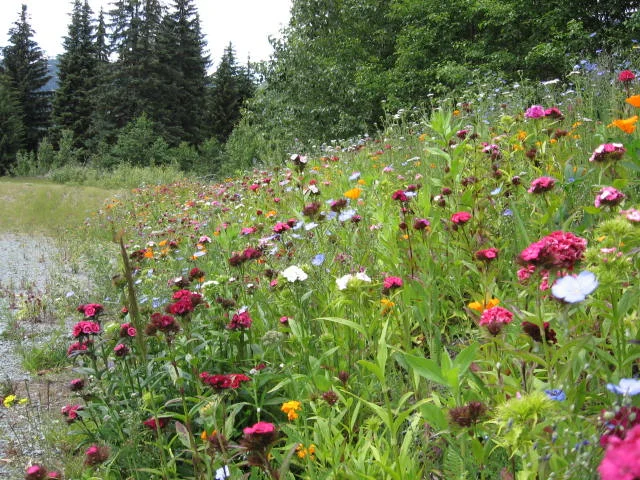 Wildflowers 2 of 3