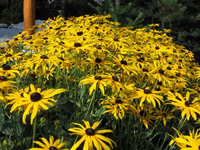Black-Eyed Susans