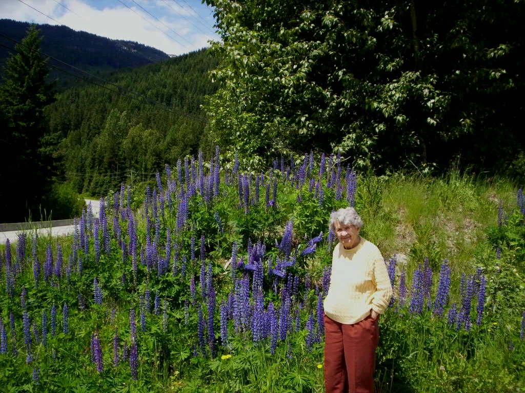 Lupines