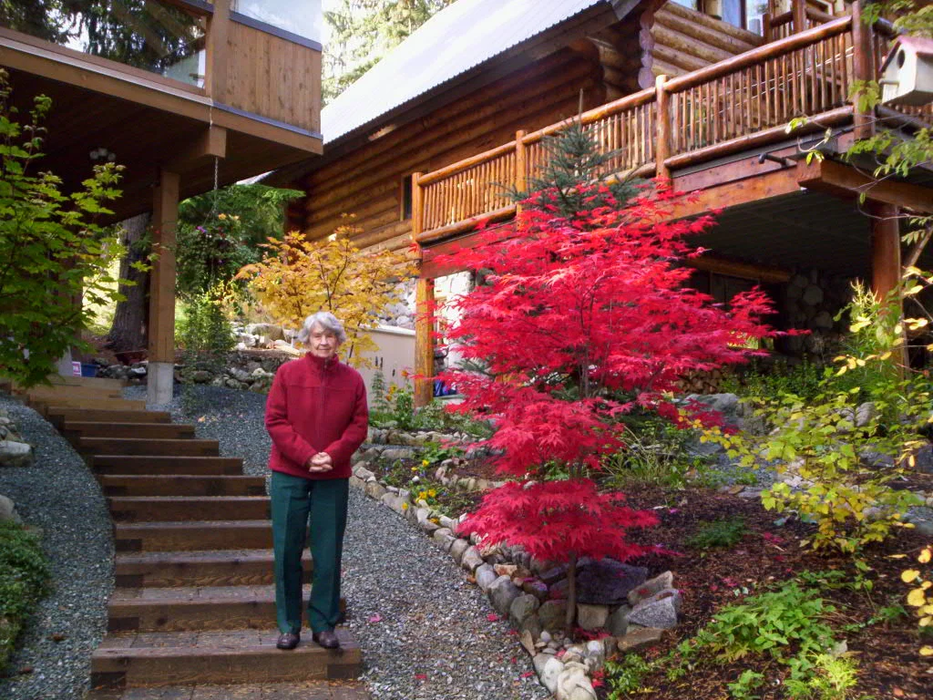 Our Japanese maple