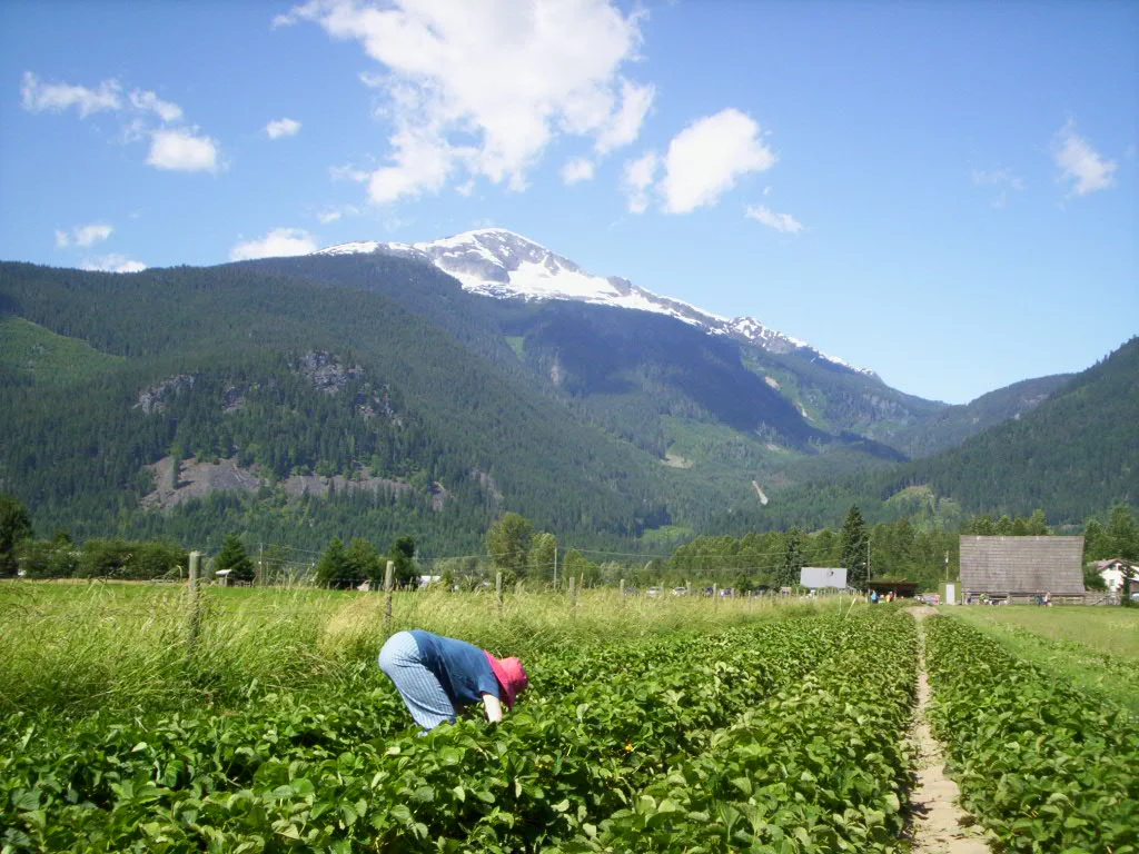 Berry picking 1