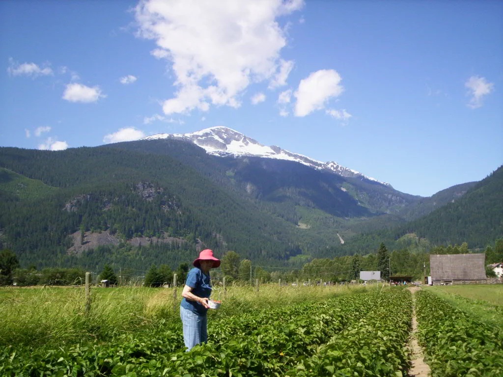 Berry picking 2